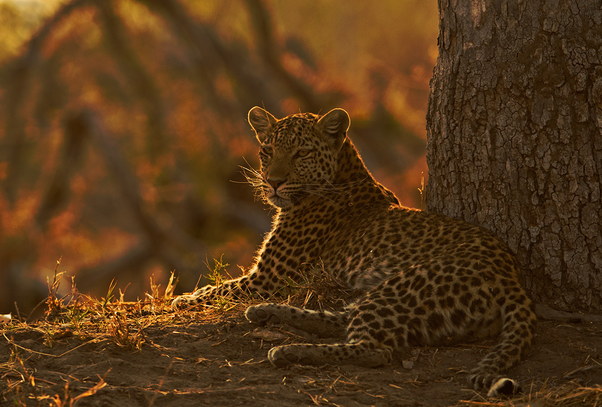 Sunset Leopard