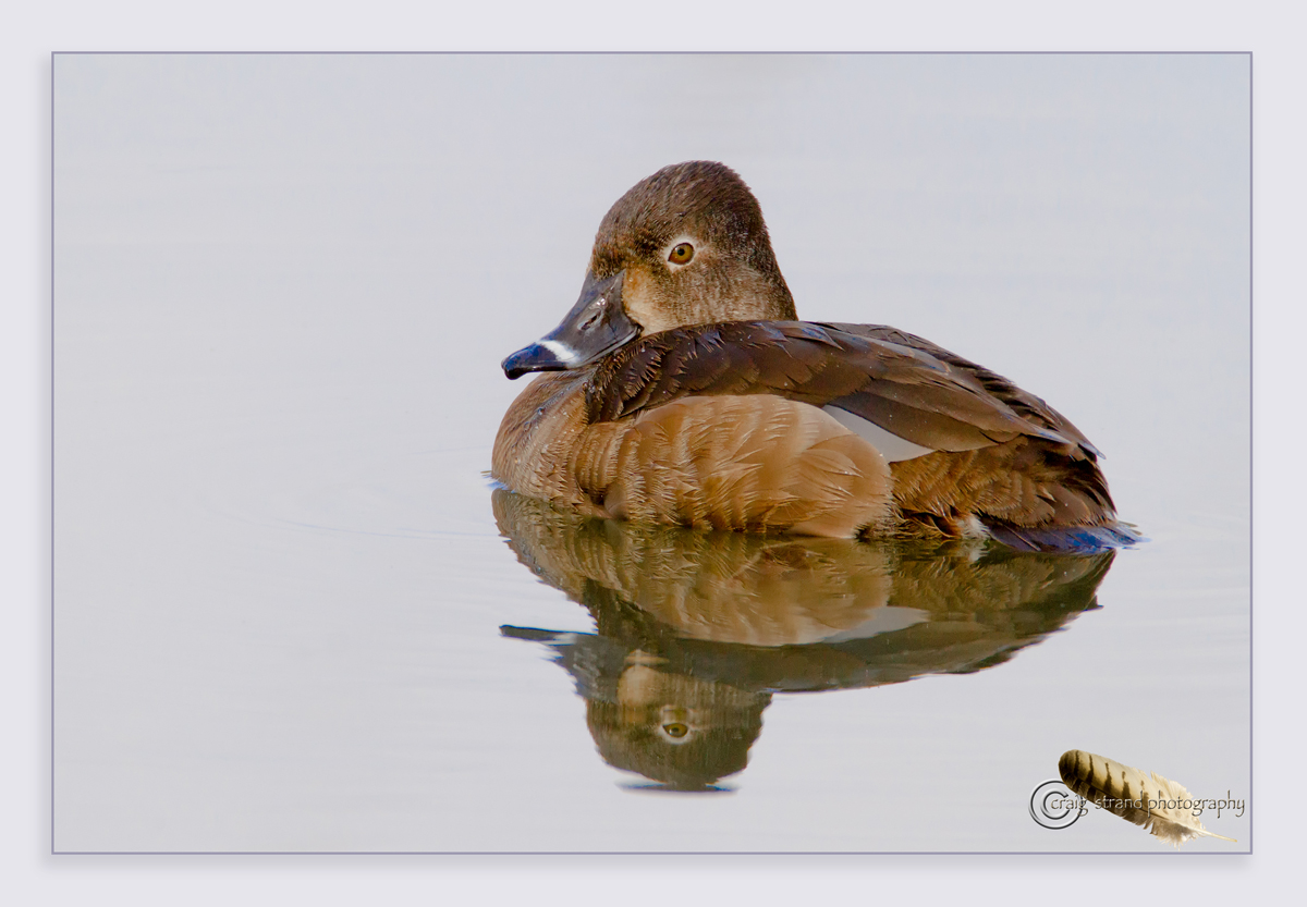 Ring-necked hen