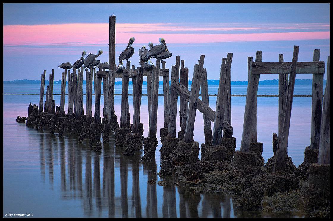 Pelicans on Pilings