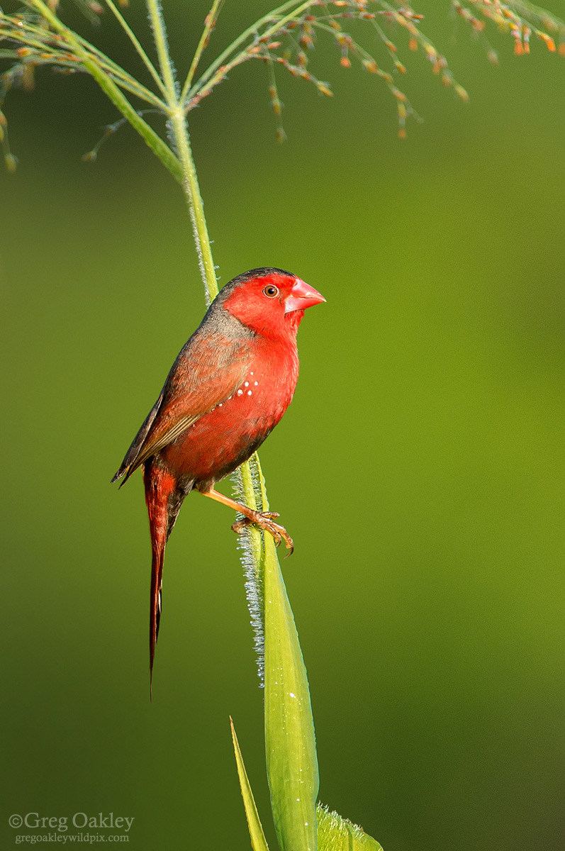 Crimson Finch