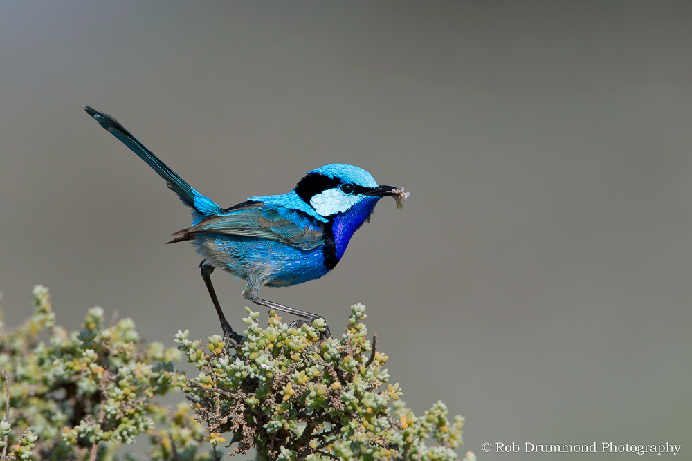 Turquoise Fairy-wren