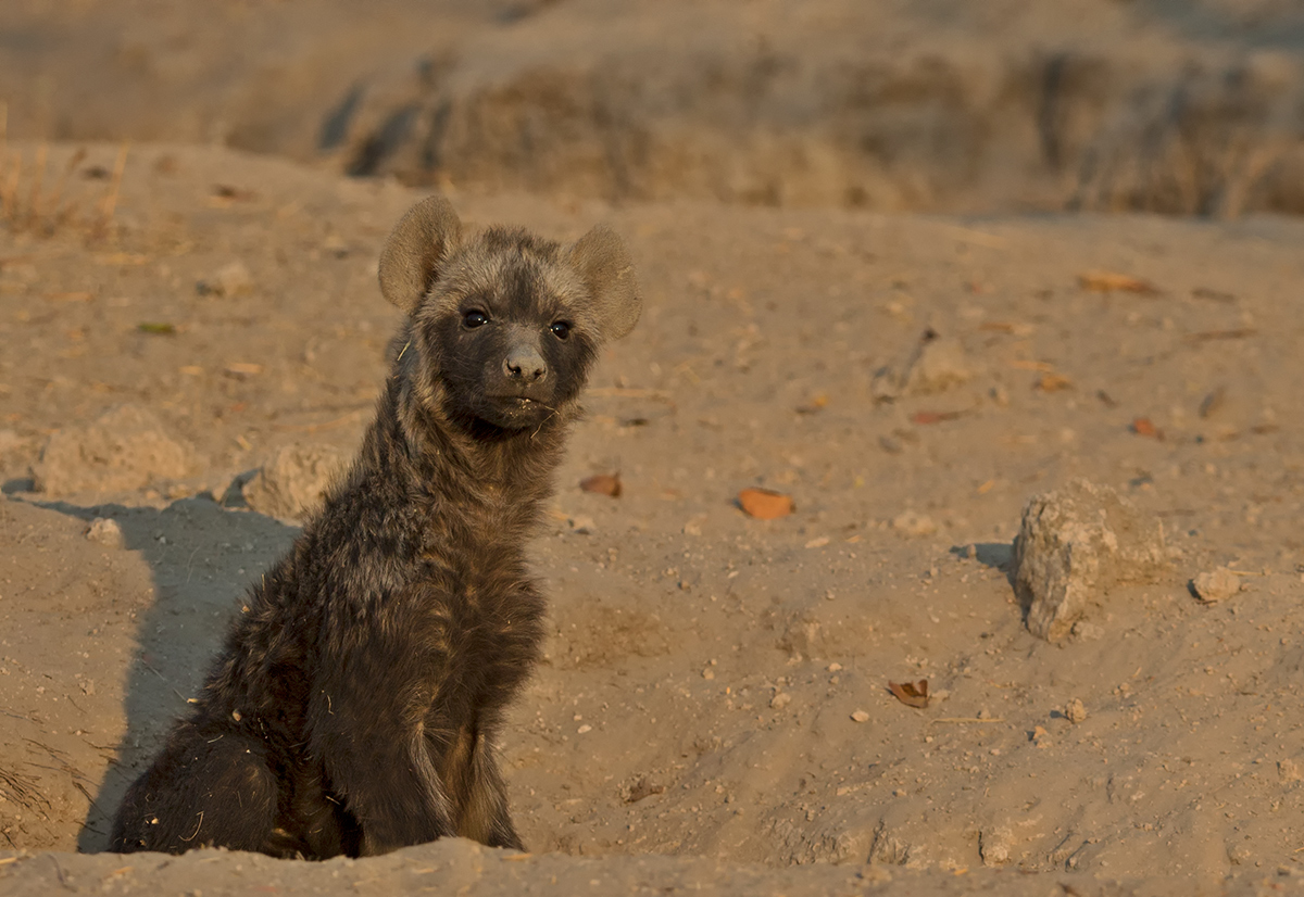 Spotted Hyena Cub