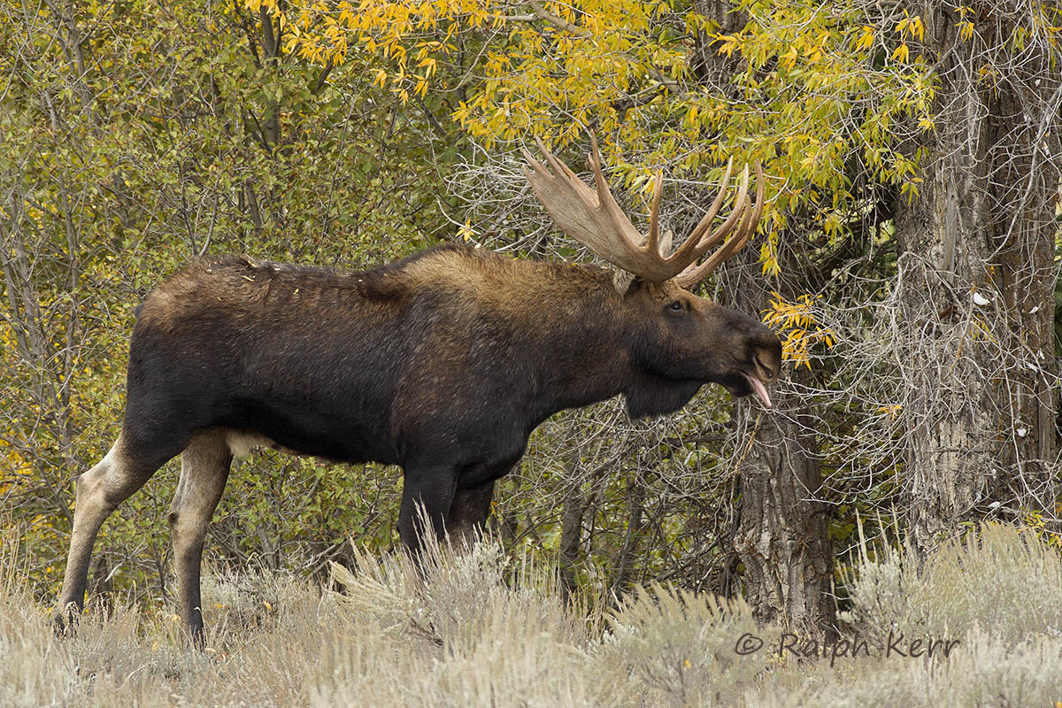 Bull Moose Fall Color