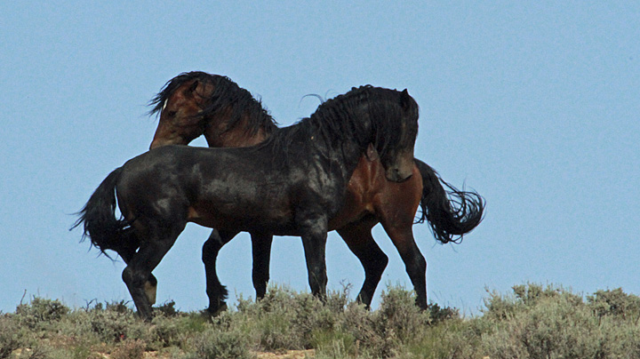 Dueling stallions