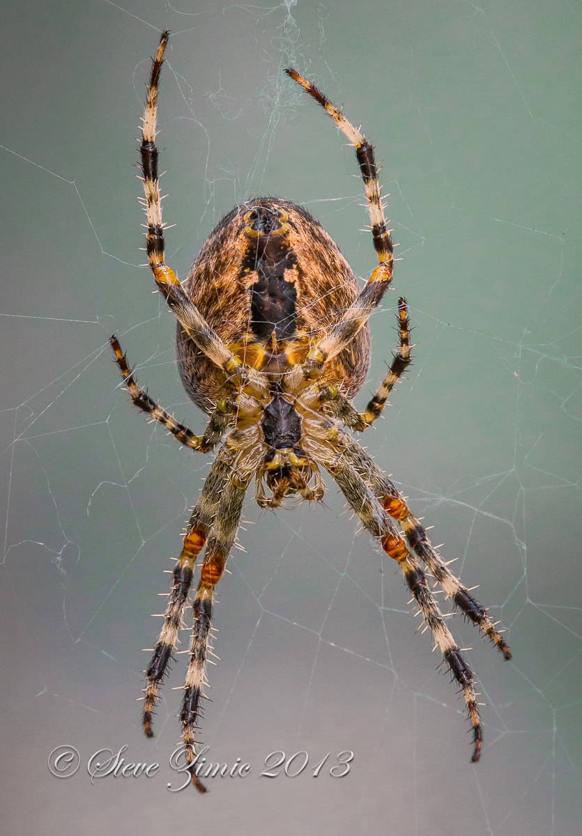 Garden Spider