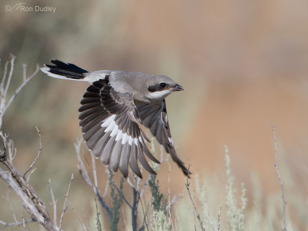Loggerhead Shrike