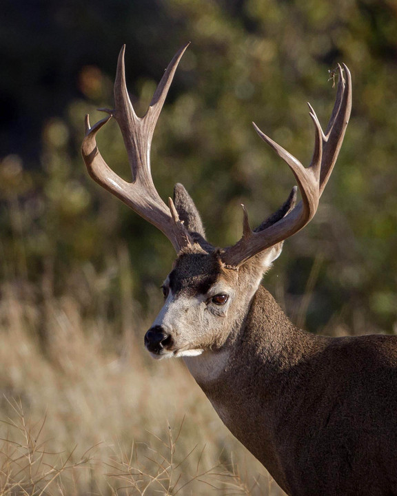Mule Deer Portrait