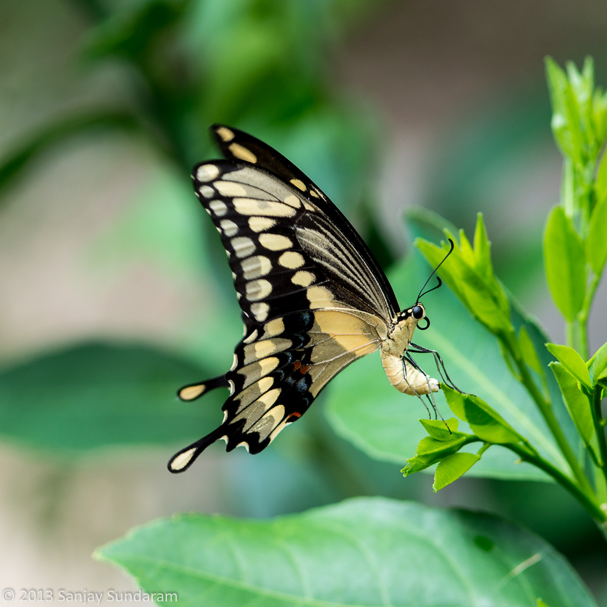 SwallowTail - Laying Egg