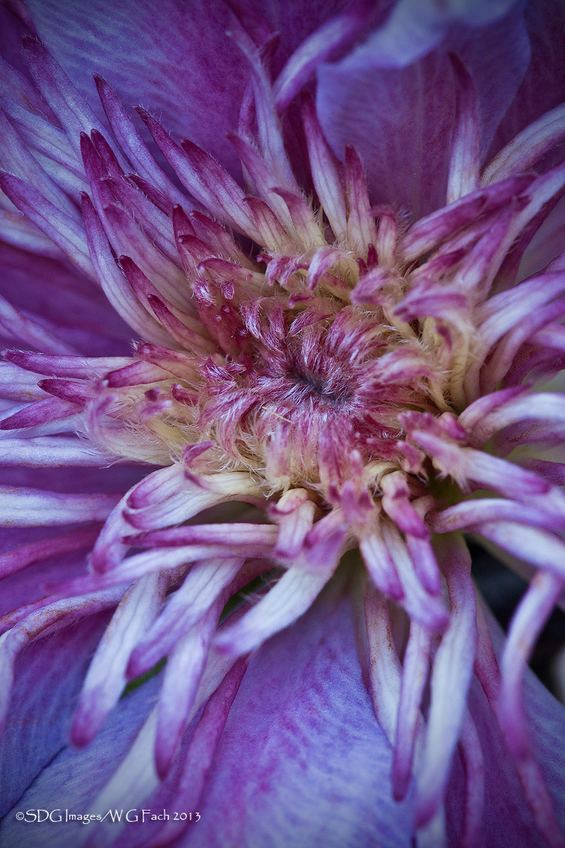 Clemenome