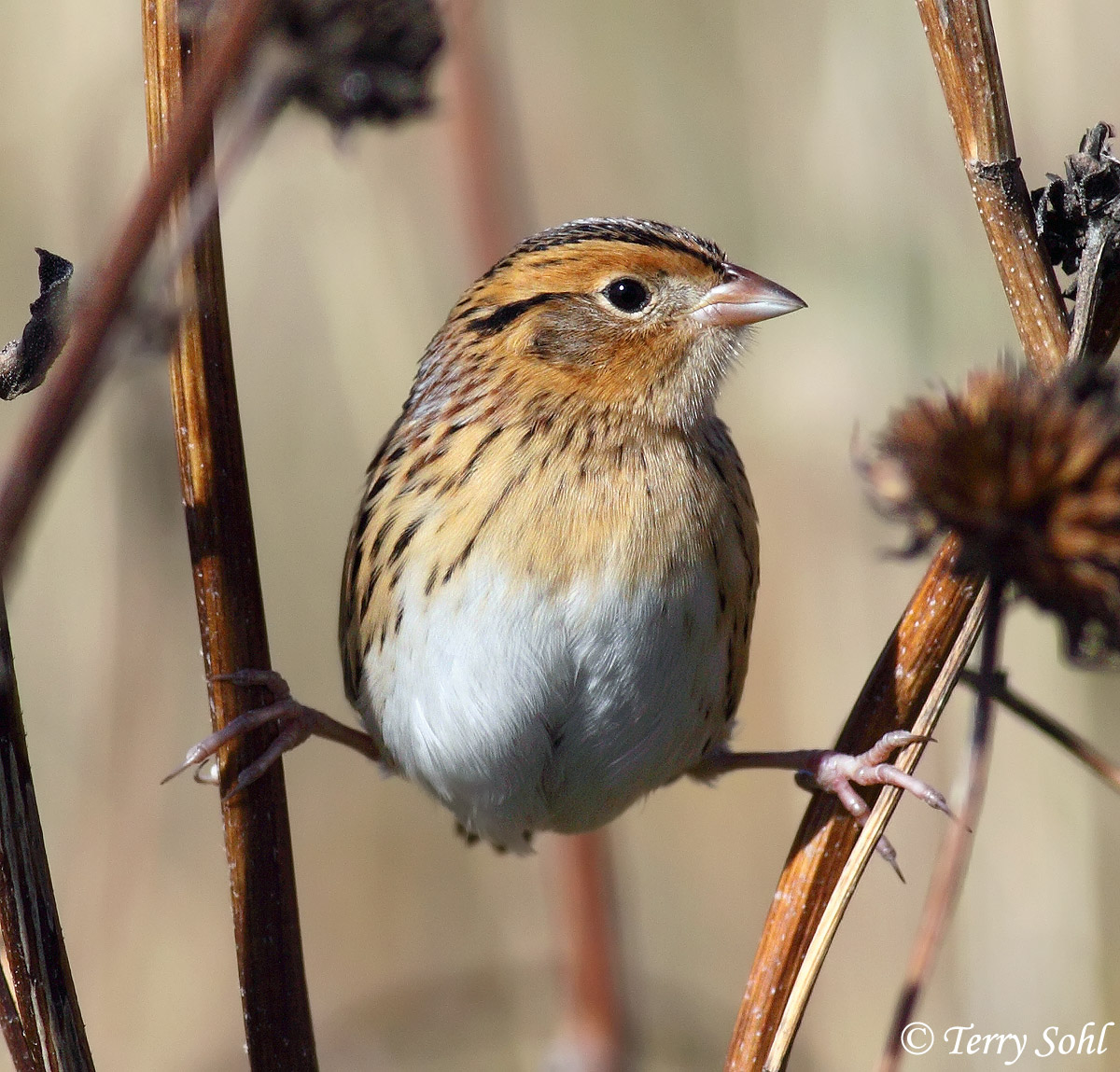Le Conte's Sparrow