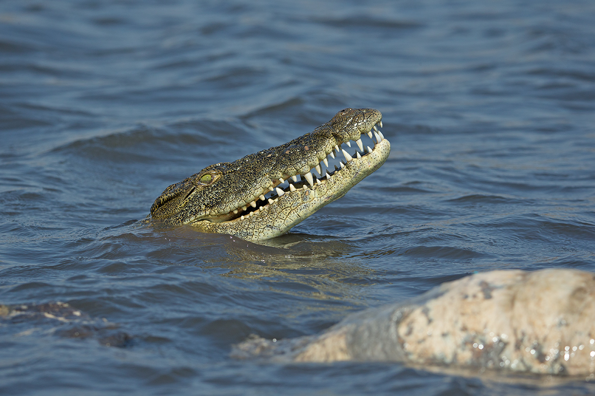 What Big Teeth