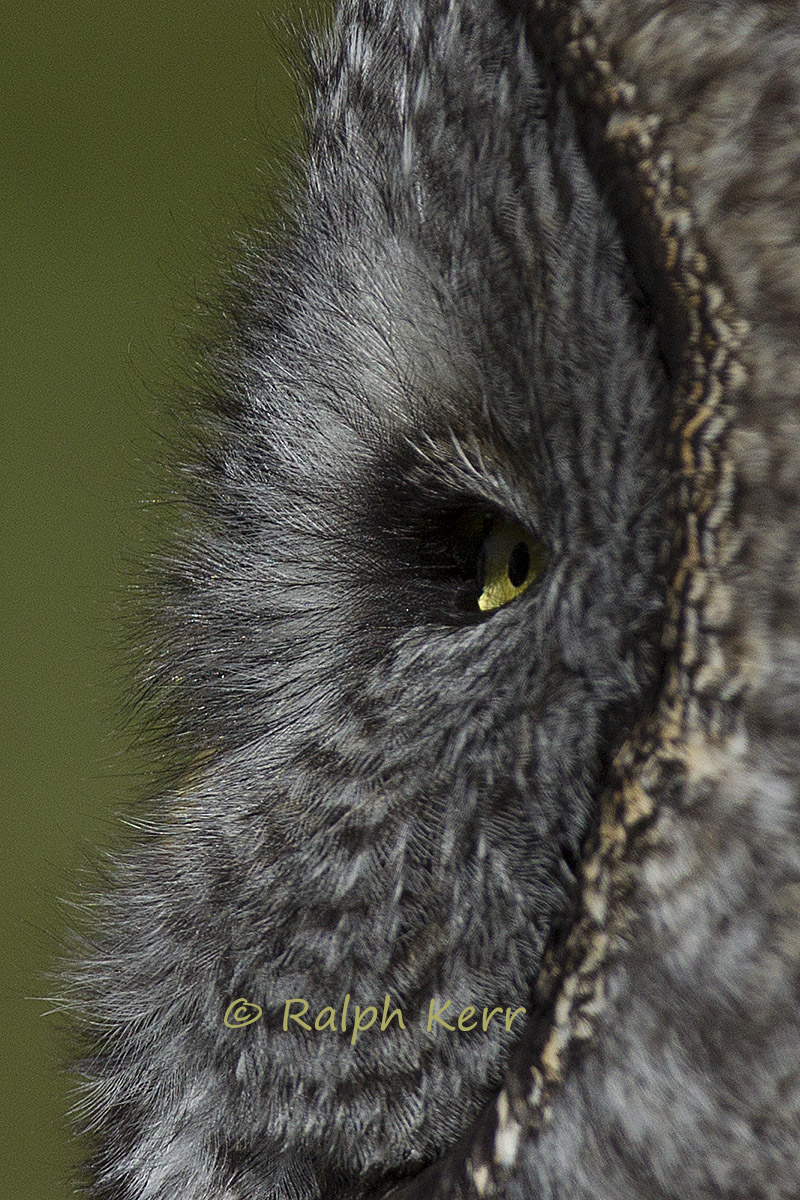 Great Grey Owl