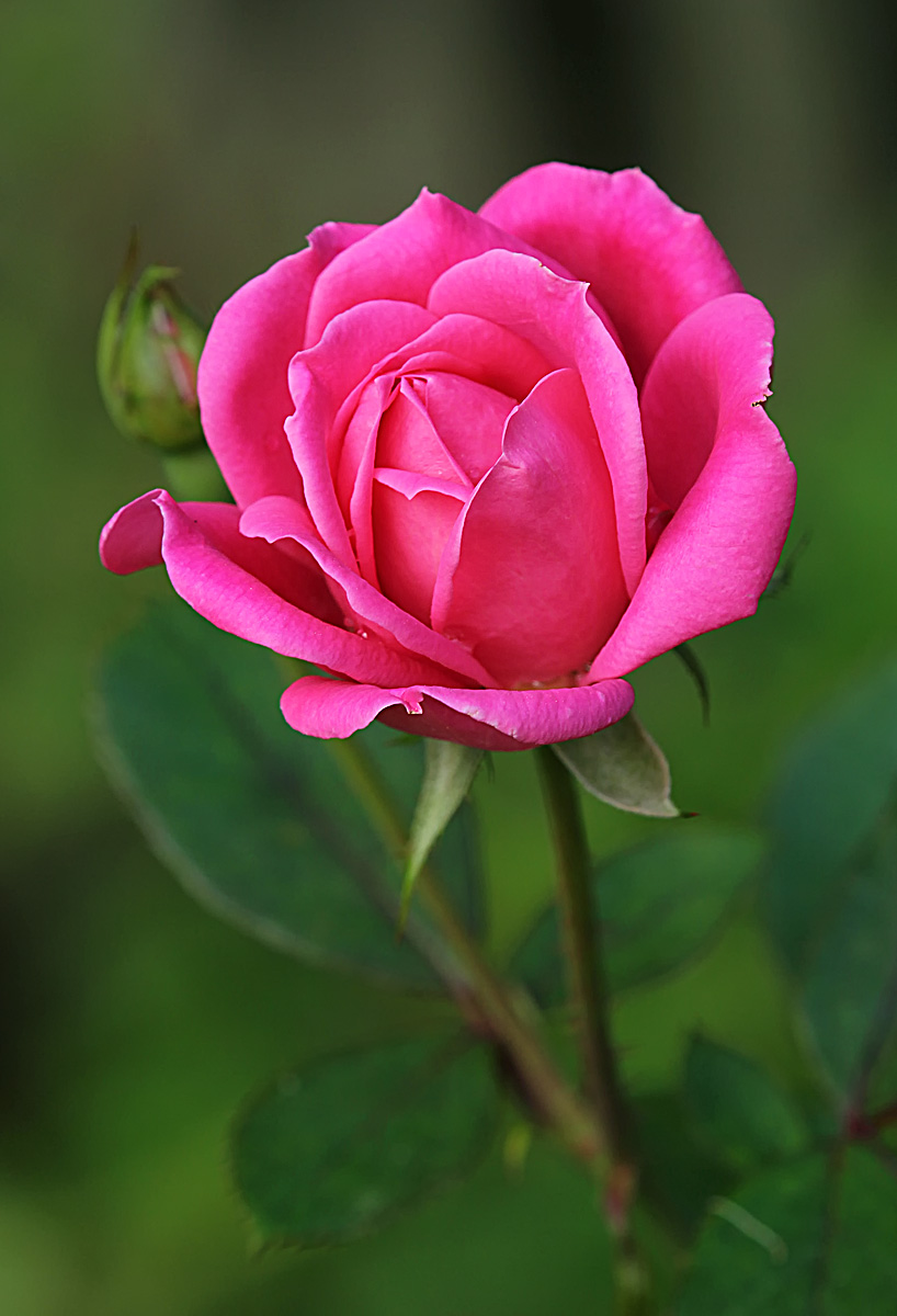 Backyard Rose