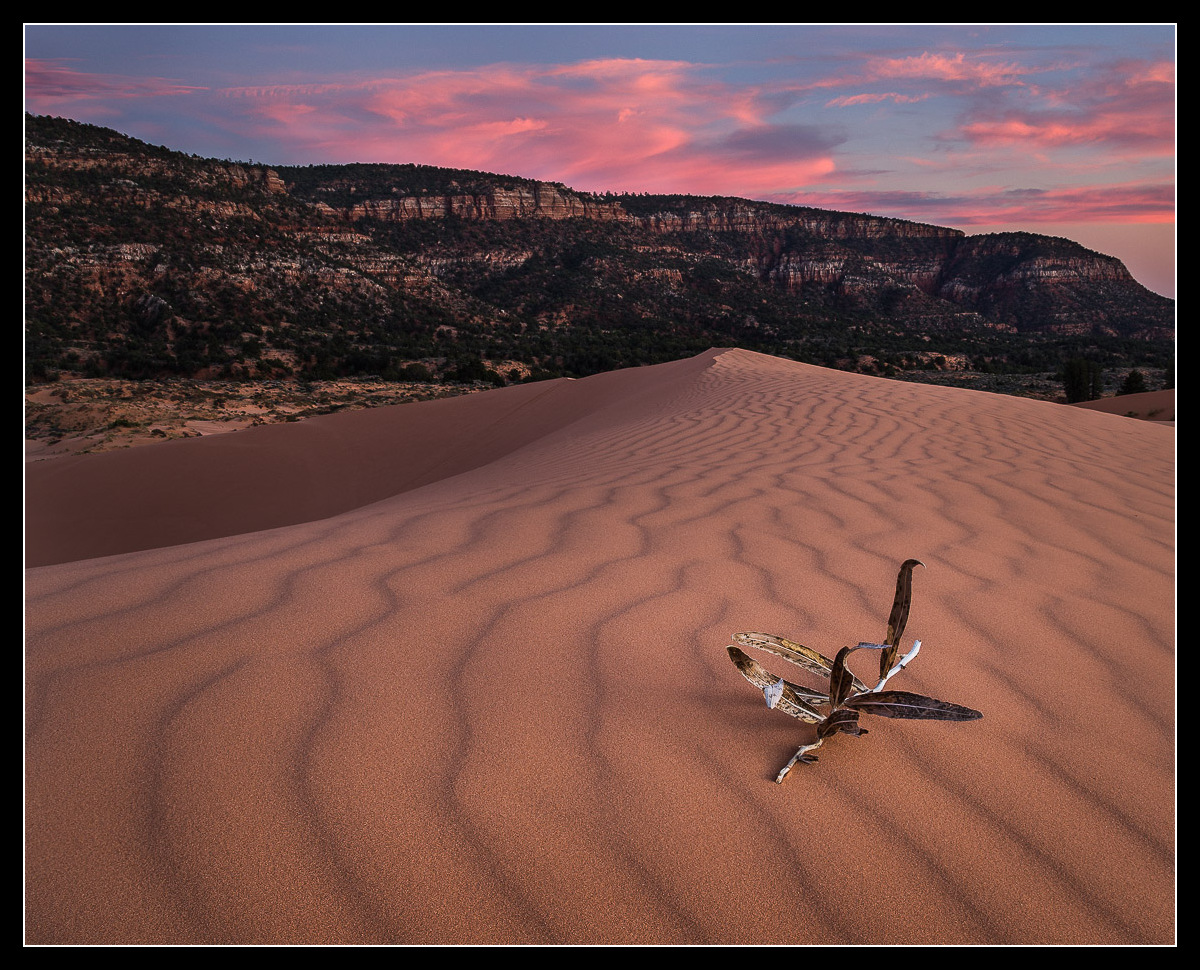 Coral Pink Dunes (+RP)