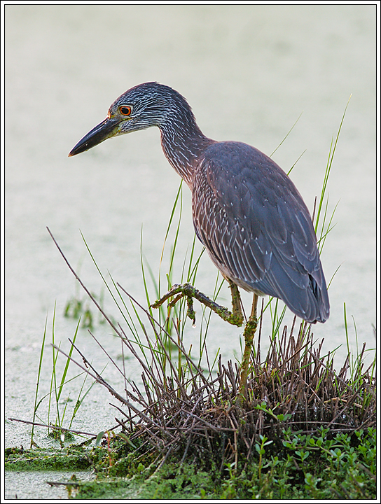Yellow Crown Juvenile