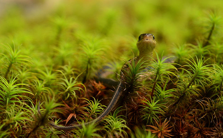 Garden Snake