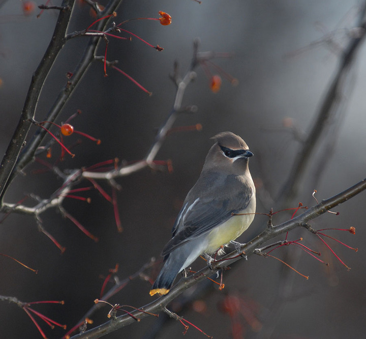 Waxwing