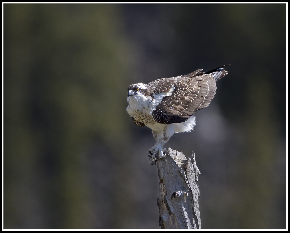 Yellowstone Osprey