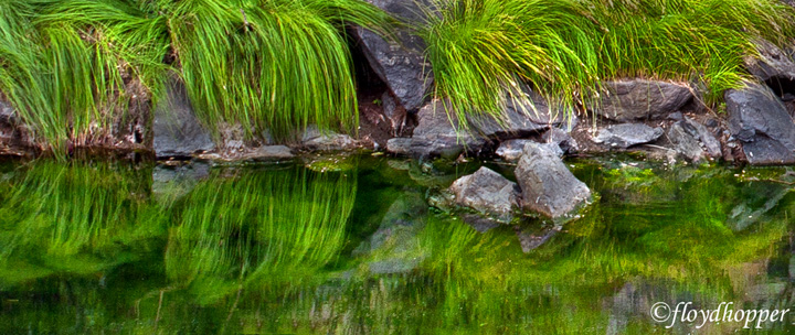 Grass Reflection
