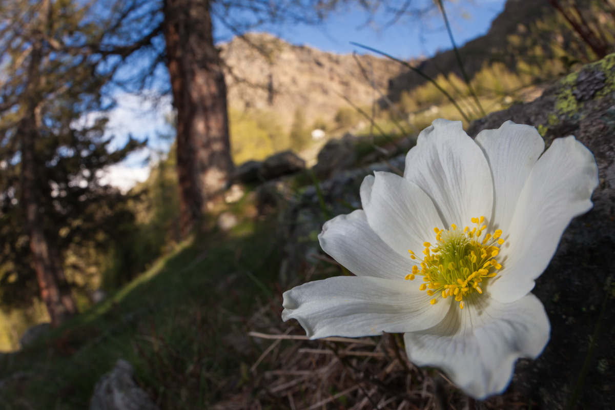 Pulsatilla alpina