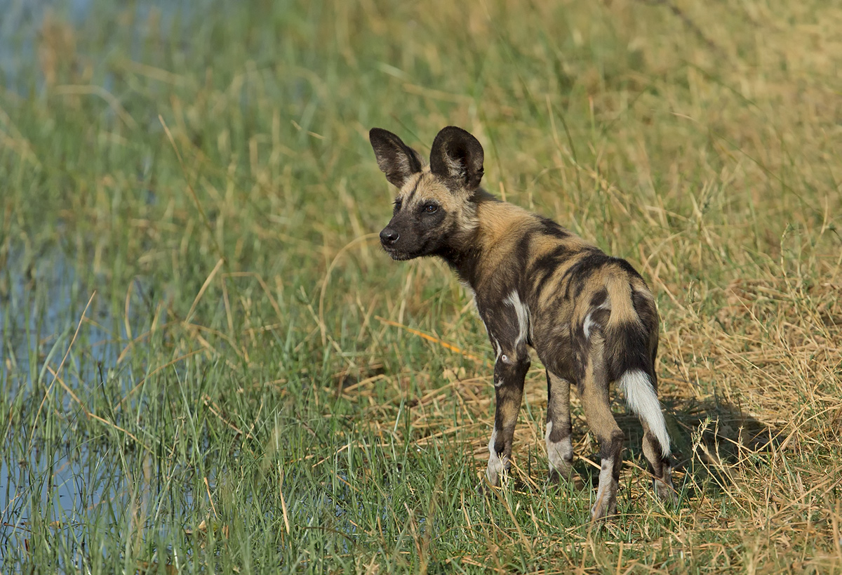 Young Wild Dog