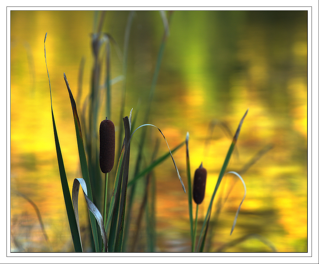 Reflections