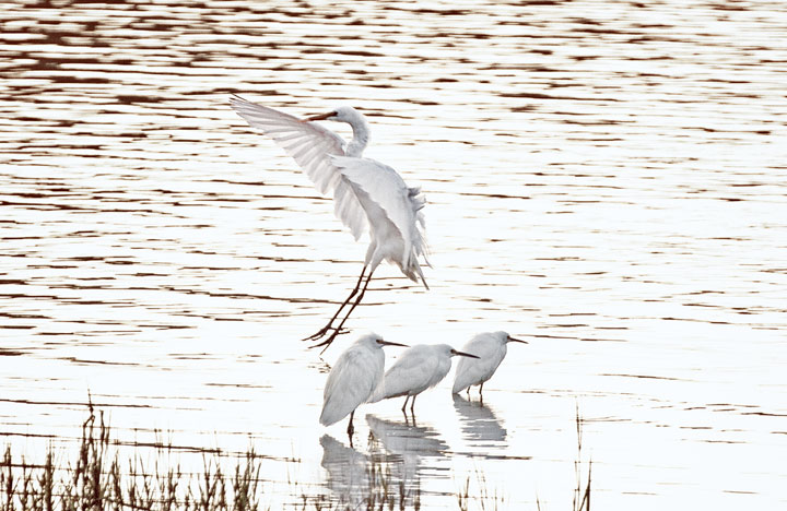 Wetland Family