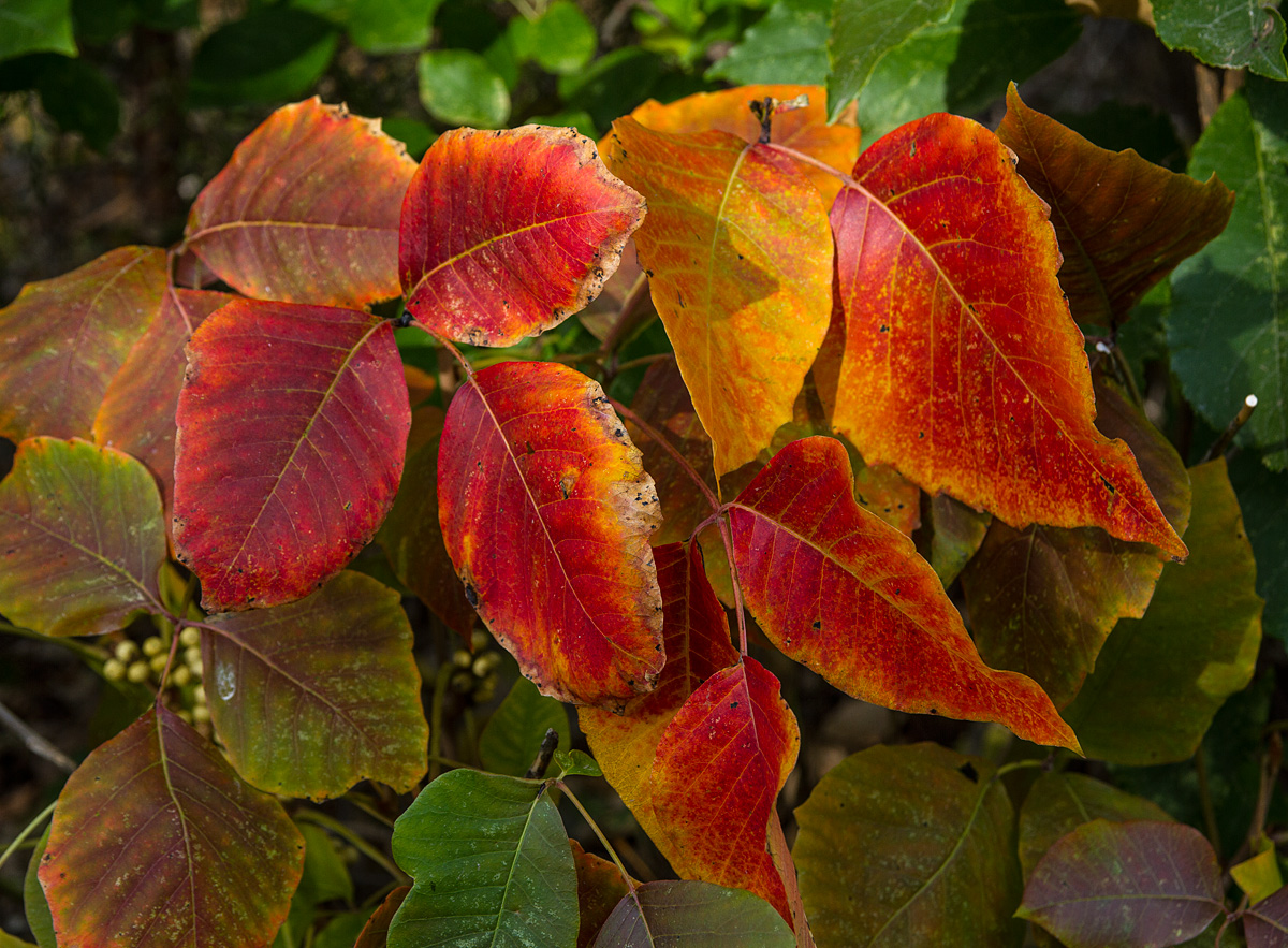 Fall Color