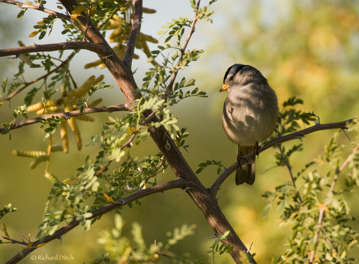 White-crowned Sparrow