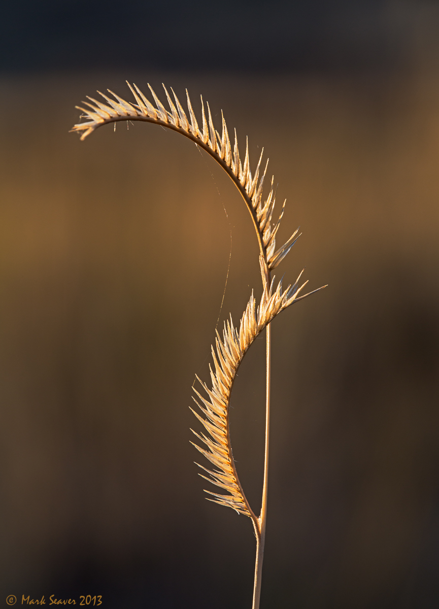 Grass Dancer
