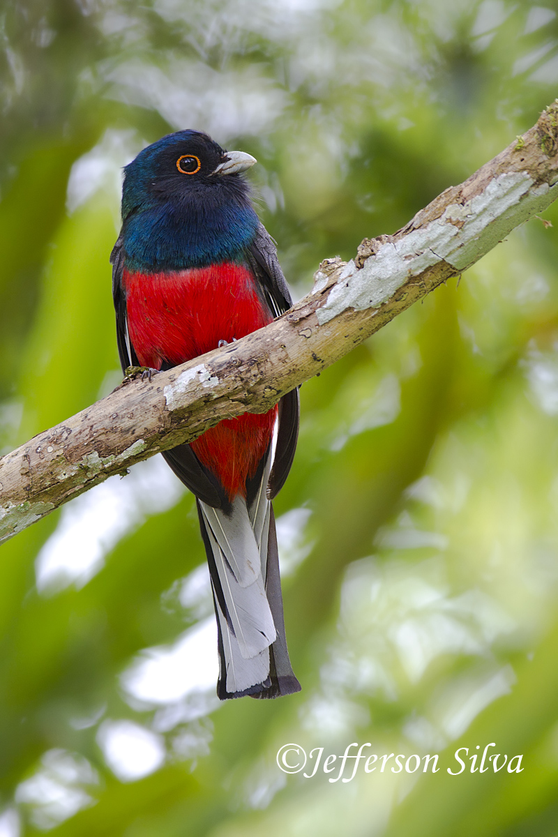 Surucua Trogon, male