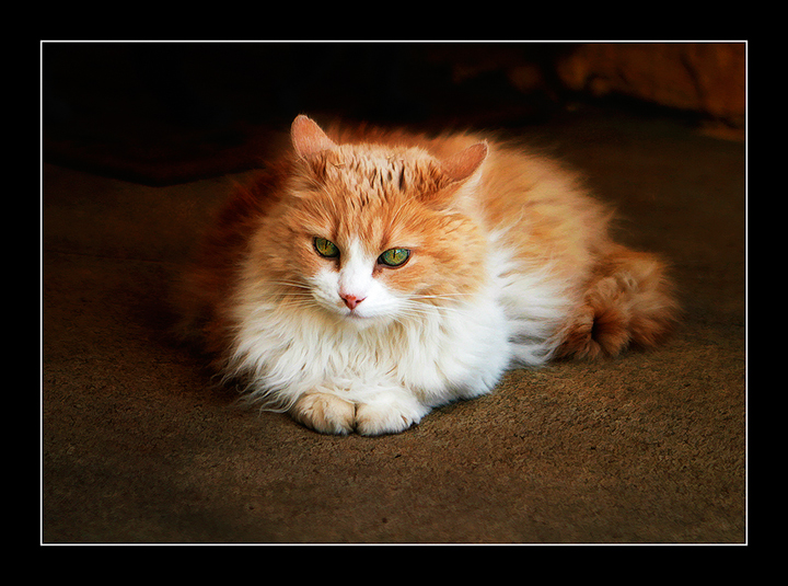 The Duchess again