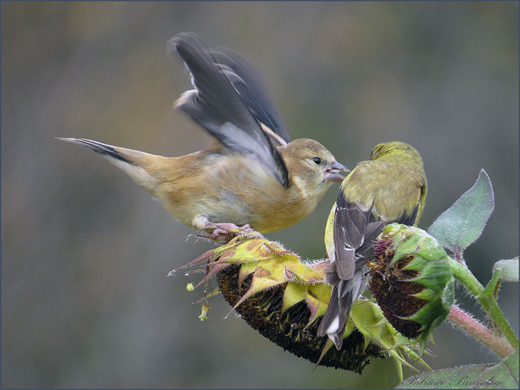 American Goldfinch