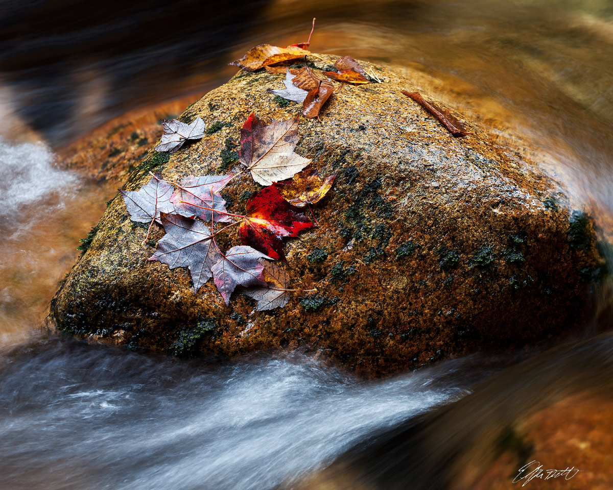 Autumn Catch