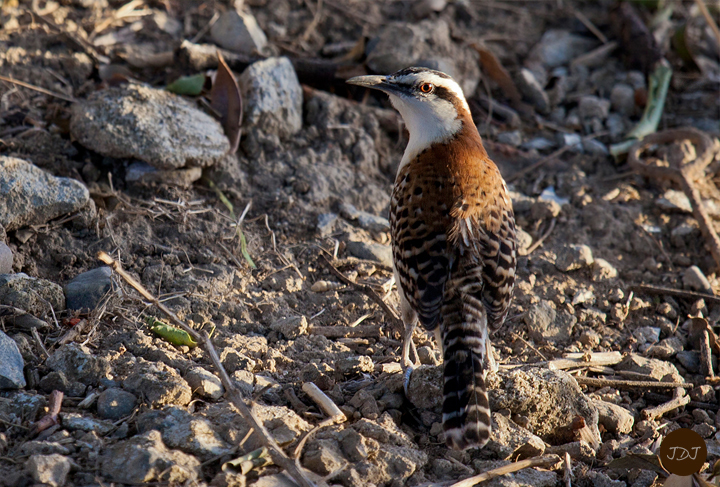 Rufus-naped Wren
