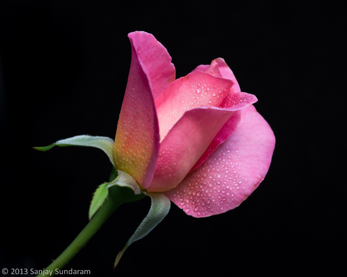 Fall Rose