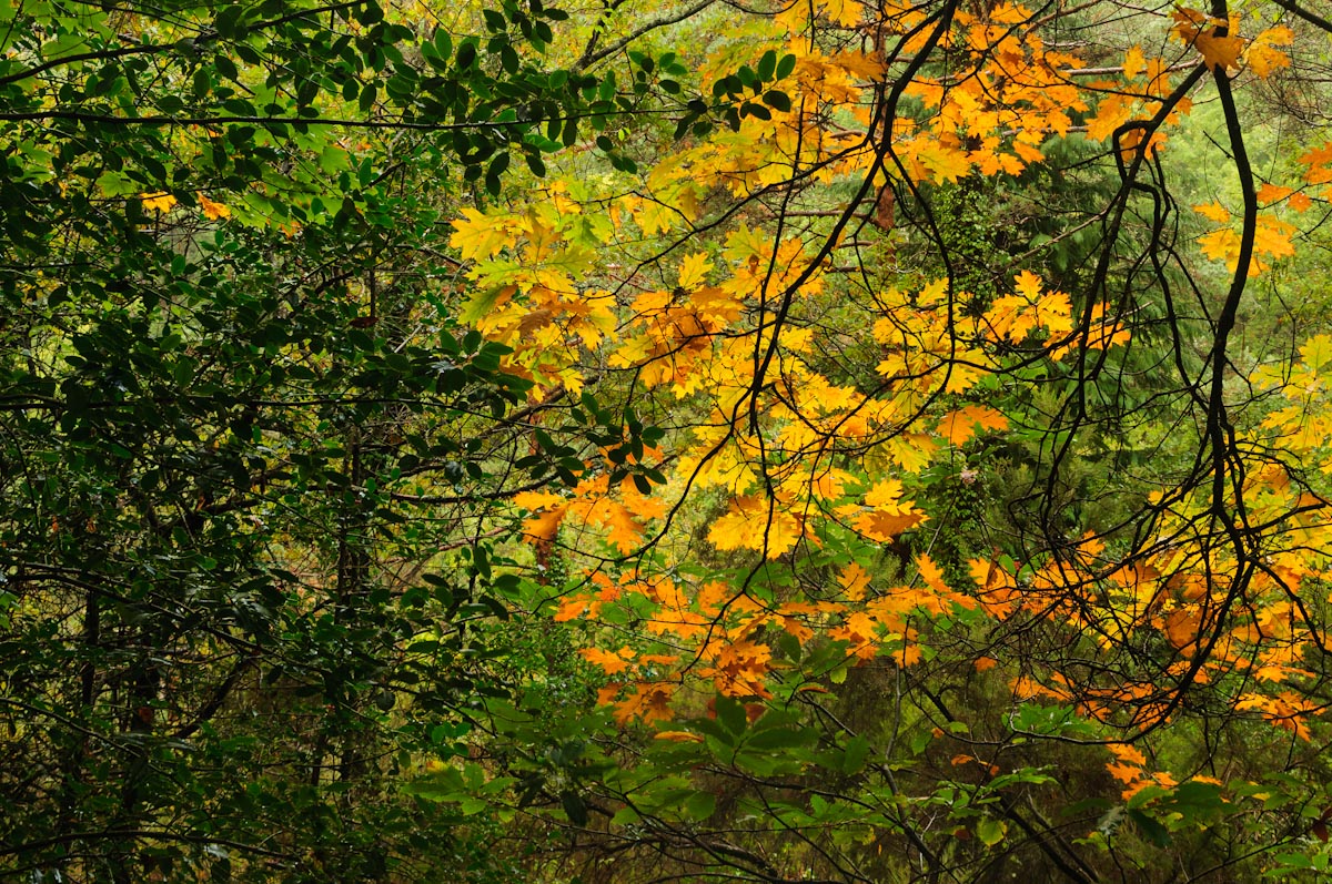 Dancing Colors
