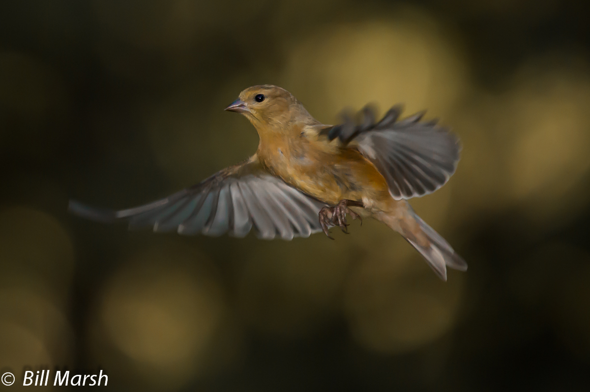 Goldfinch in Flight