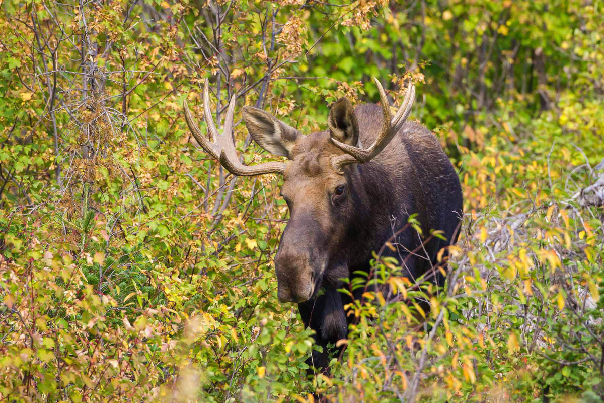 Autumn Moose