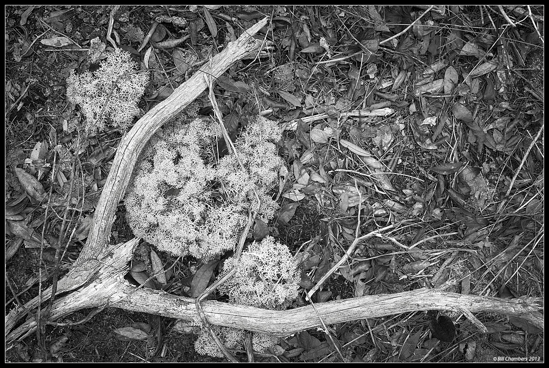 Ground Clutter