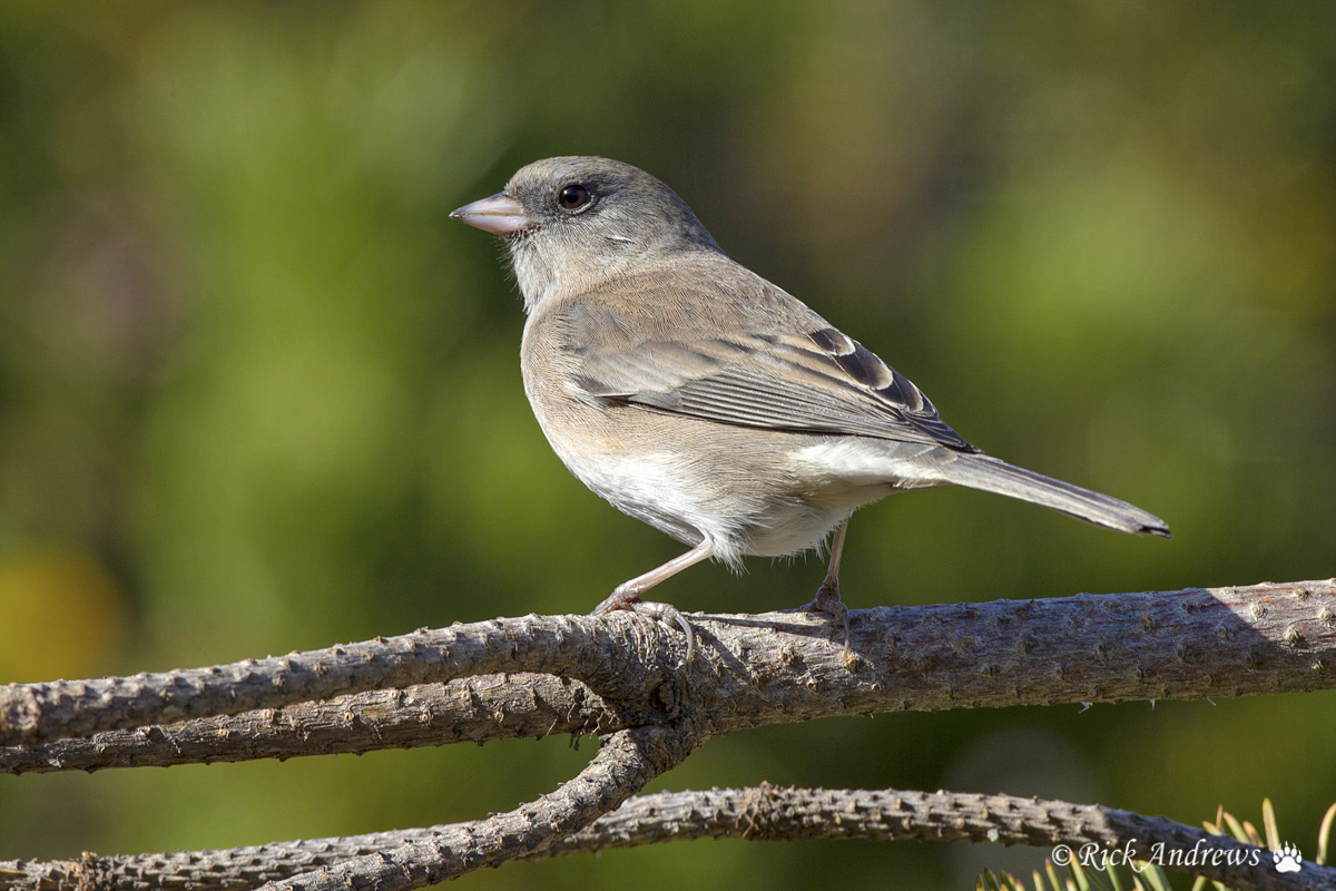 Slate-coloured Junco