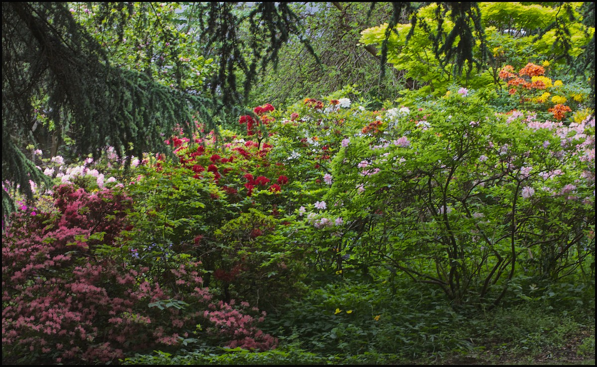 Colours of the Azalea