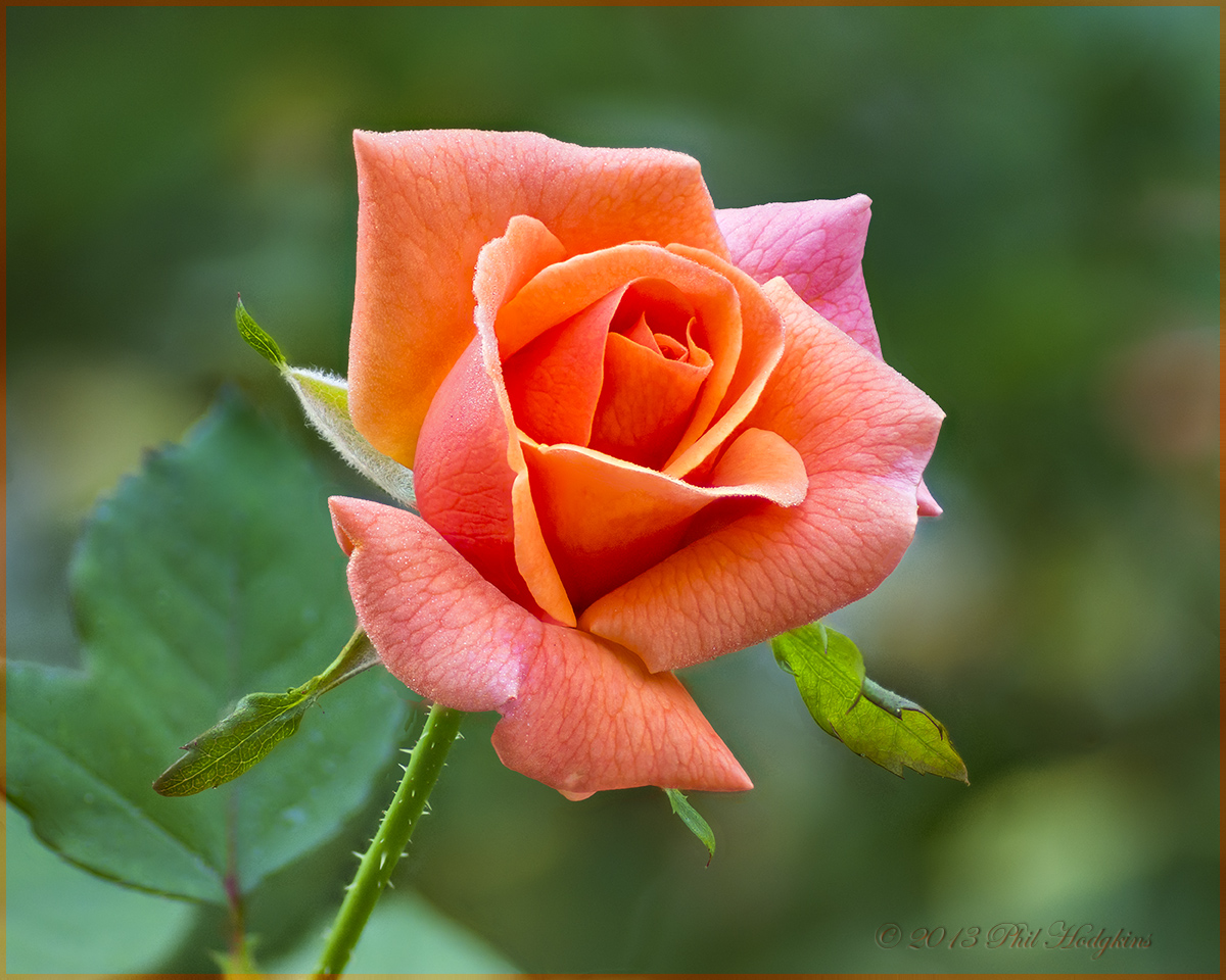Another Tea Rose