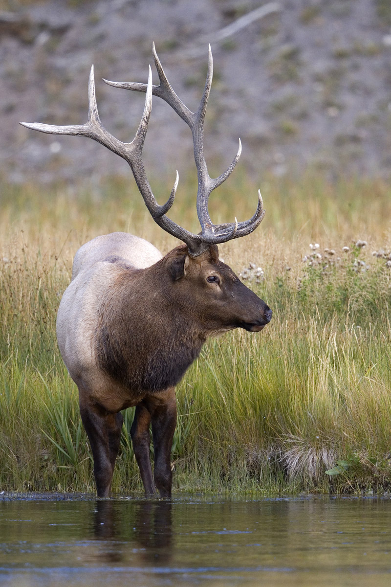 Madison River Bull