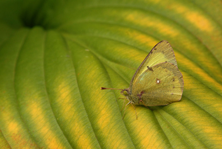 Yellow Textures