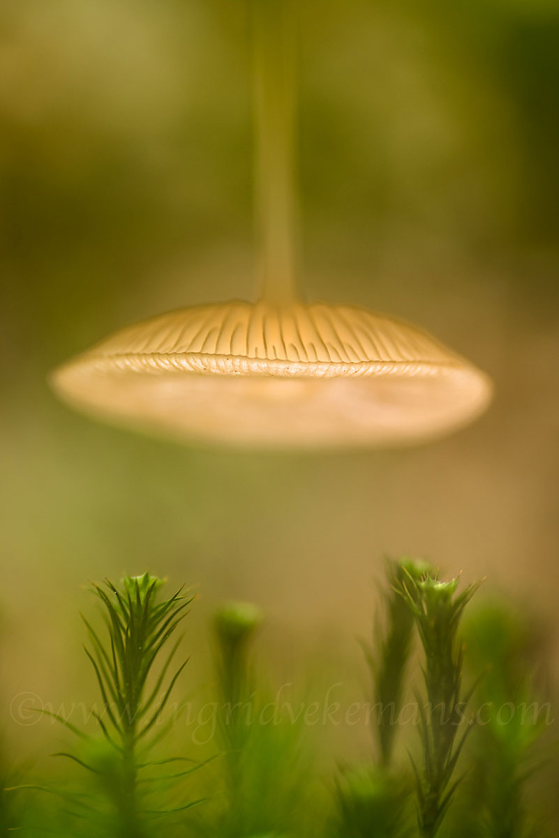 The Lamp Shade