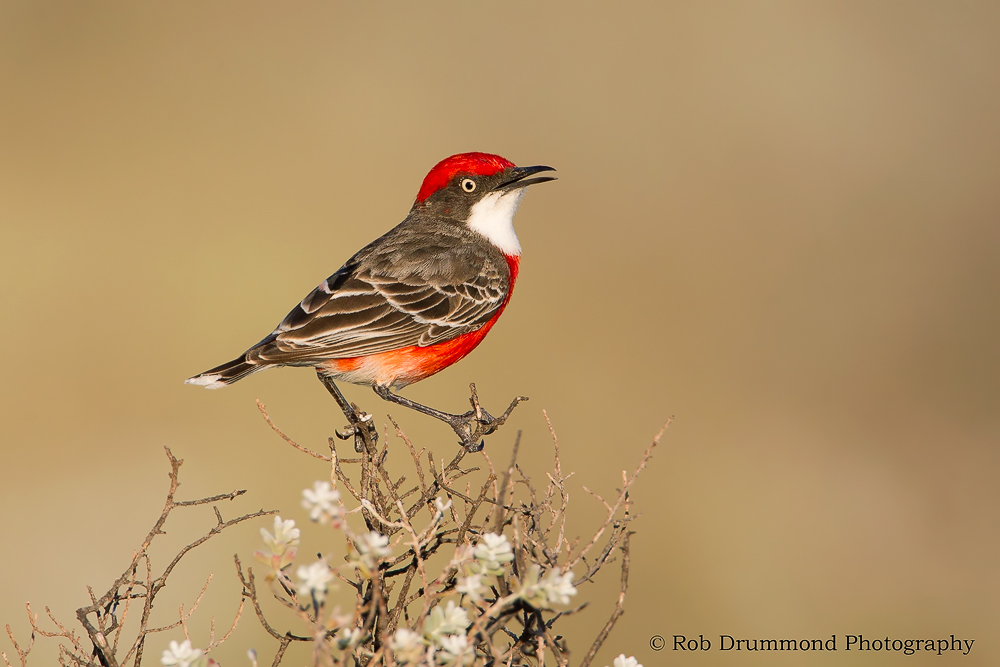 Crimson Chat