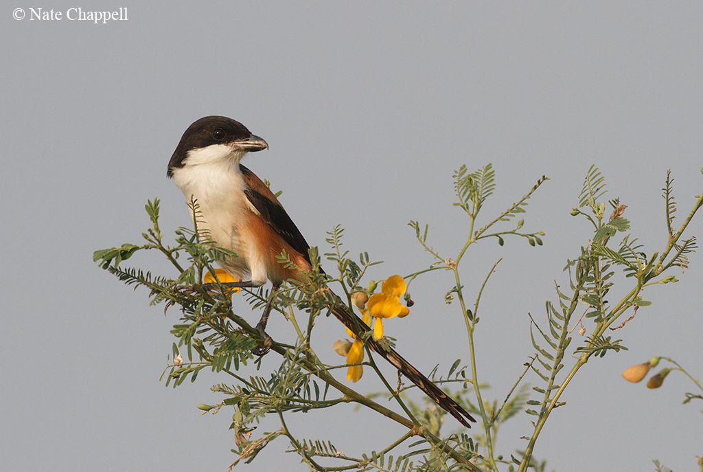 Long-tailed Shrike