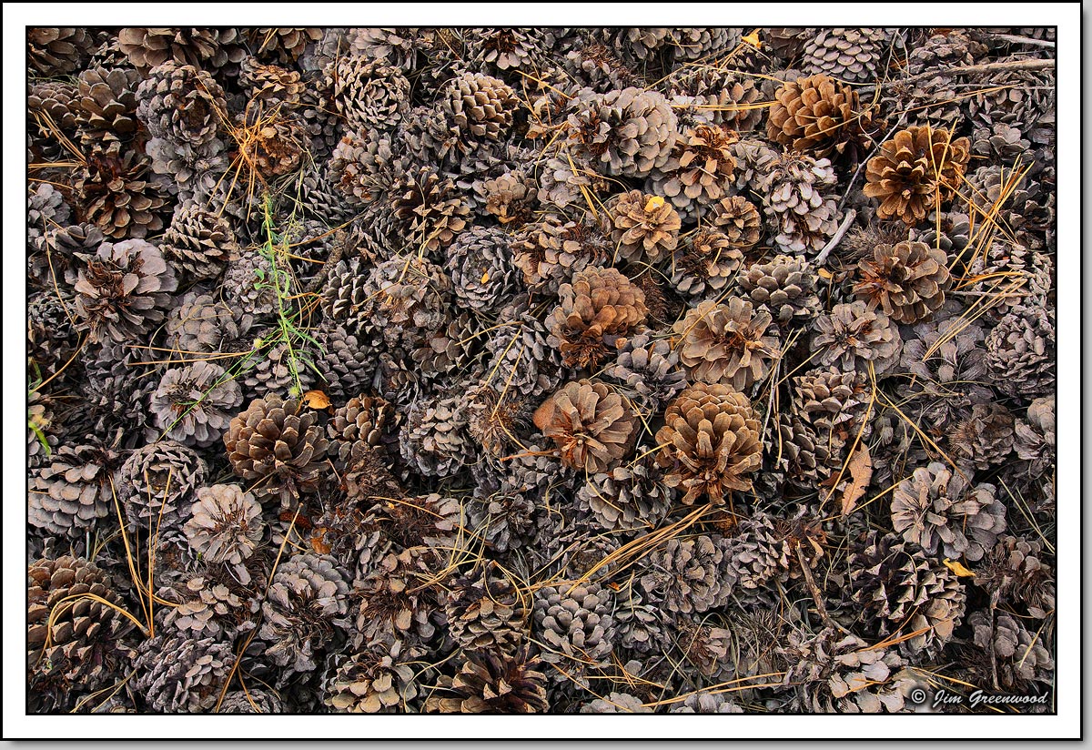 WC #606 - Caché of Cones