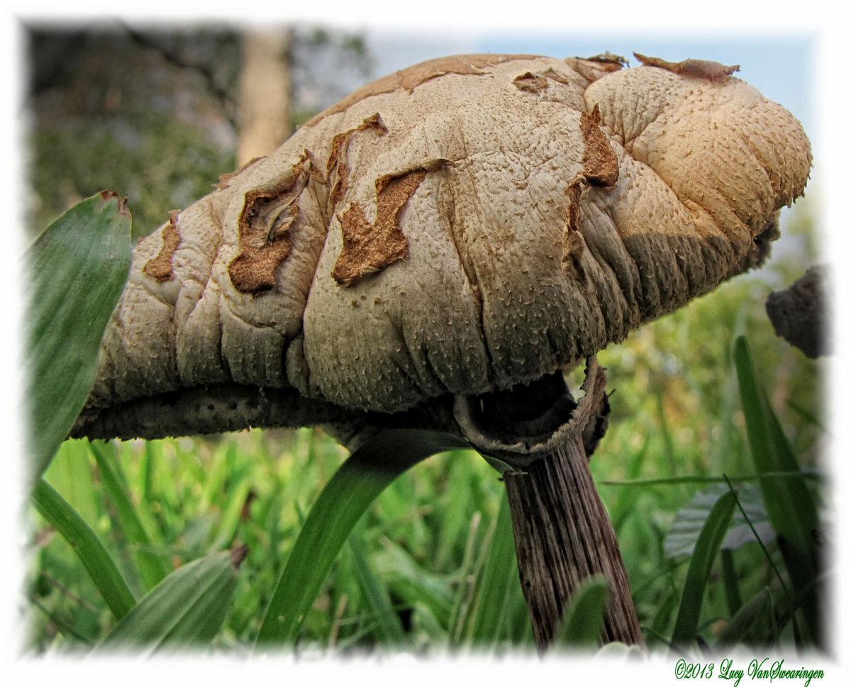 Textured Mushroom